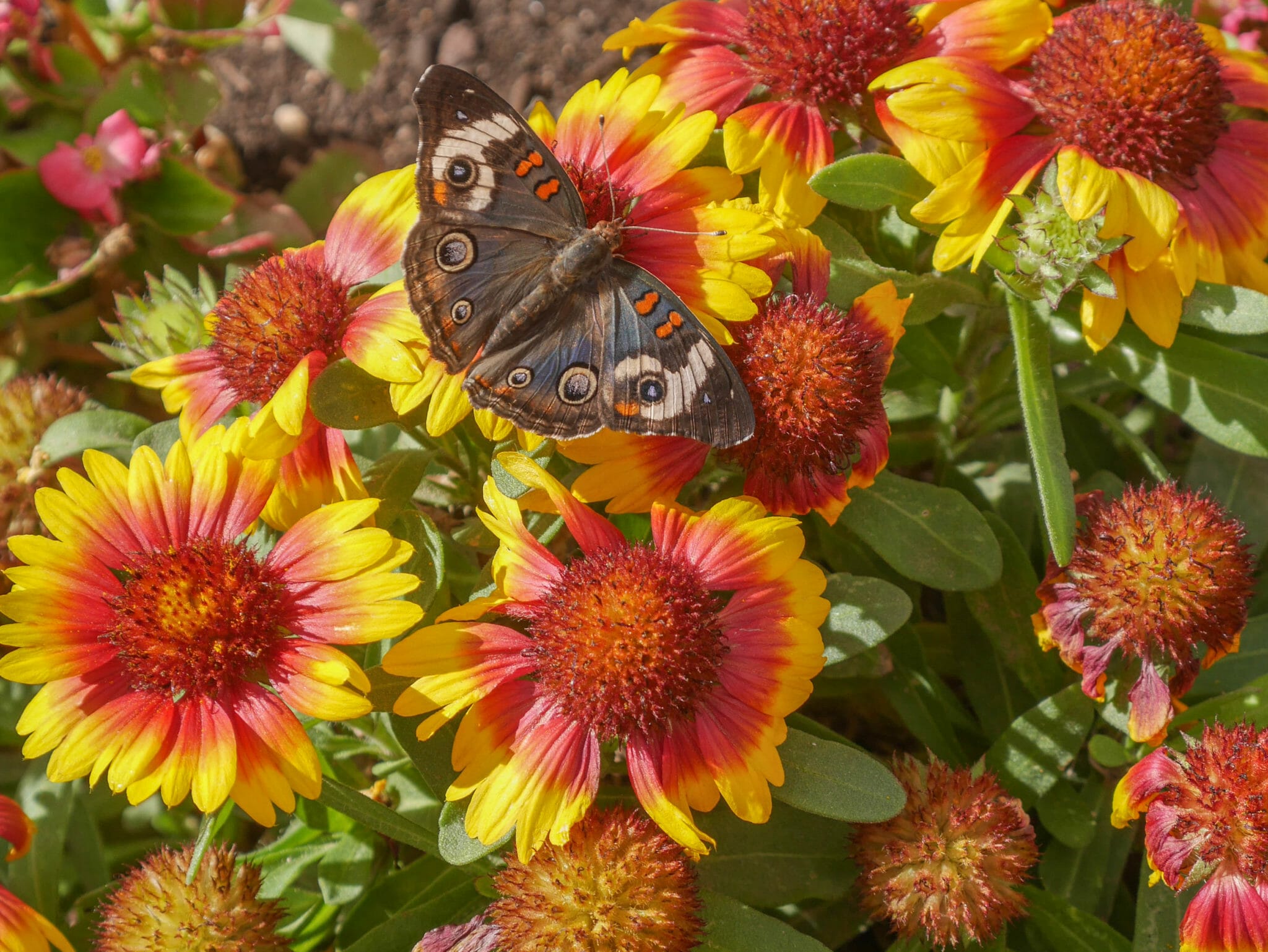 Desert Botanical Garden