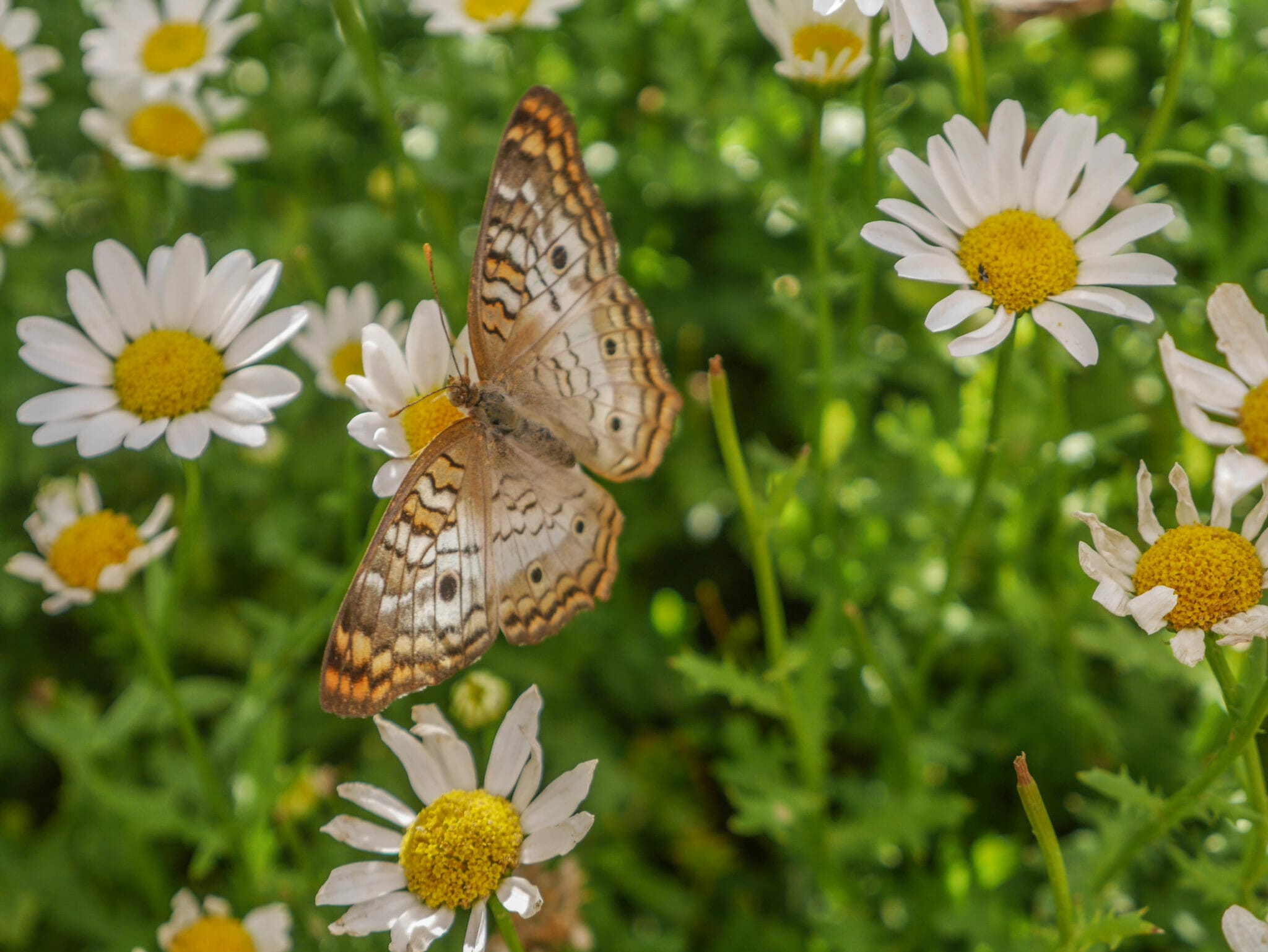 Desert Botanical Garden