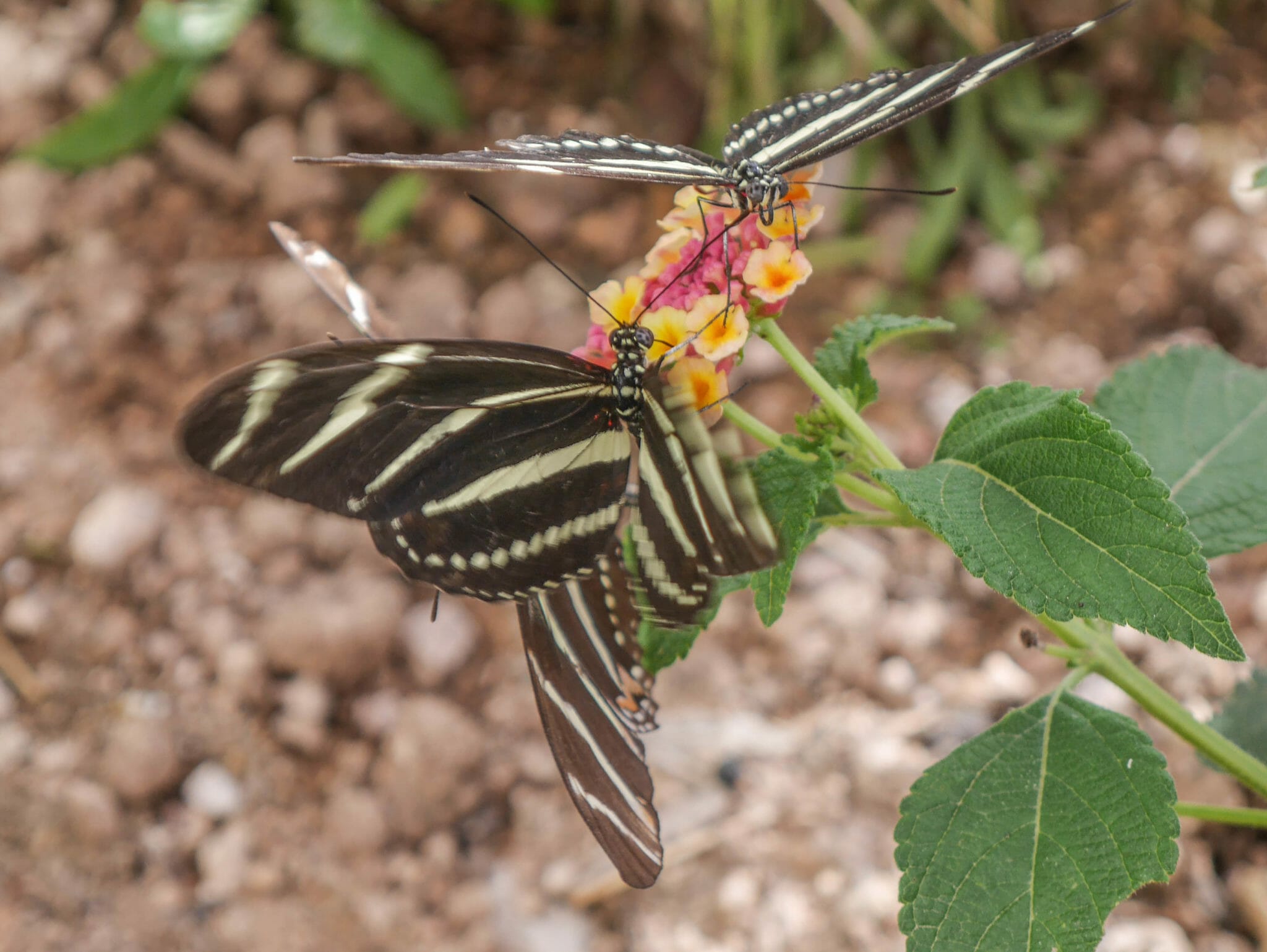 Desert Botanical Garden