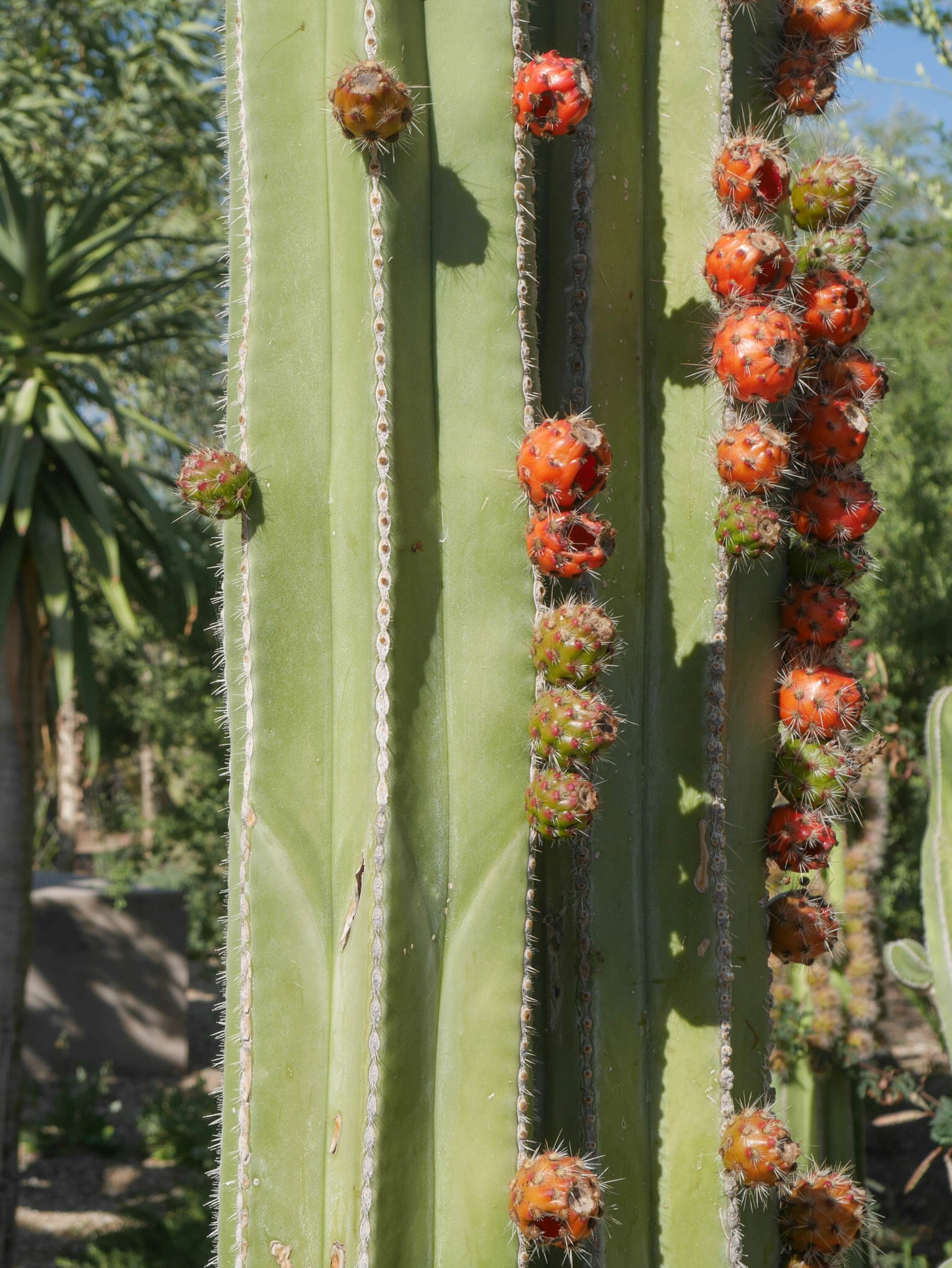 Desert Botanical Garden
