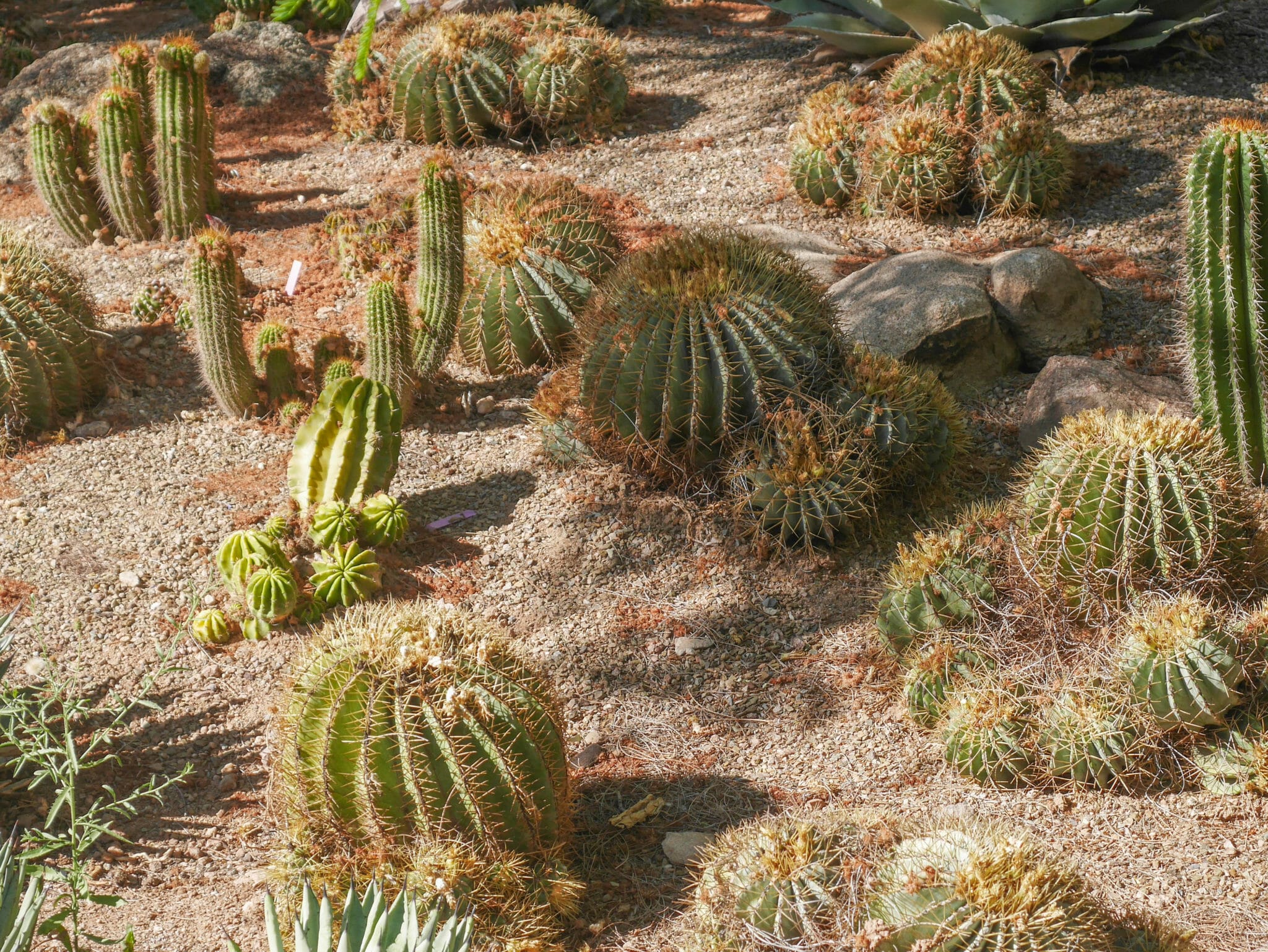 Desert Botanical Garden