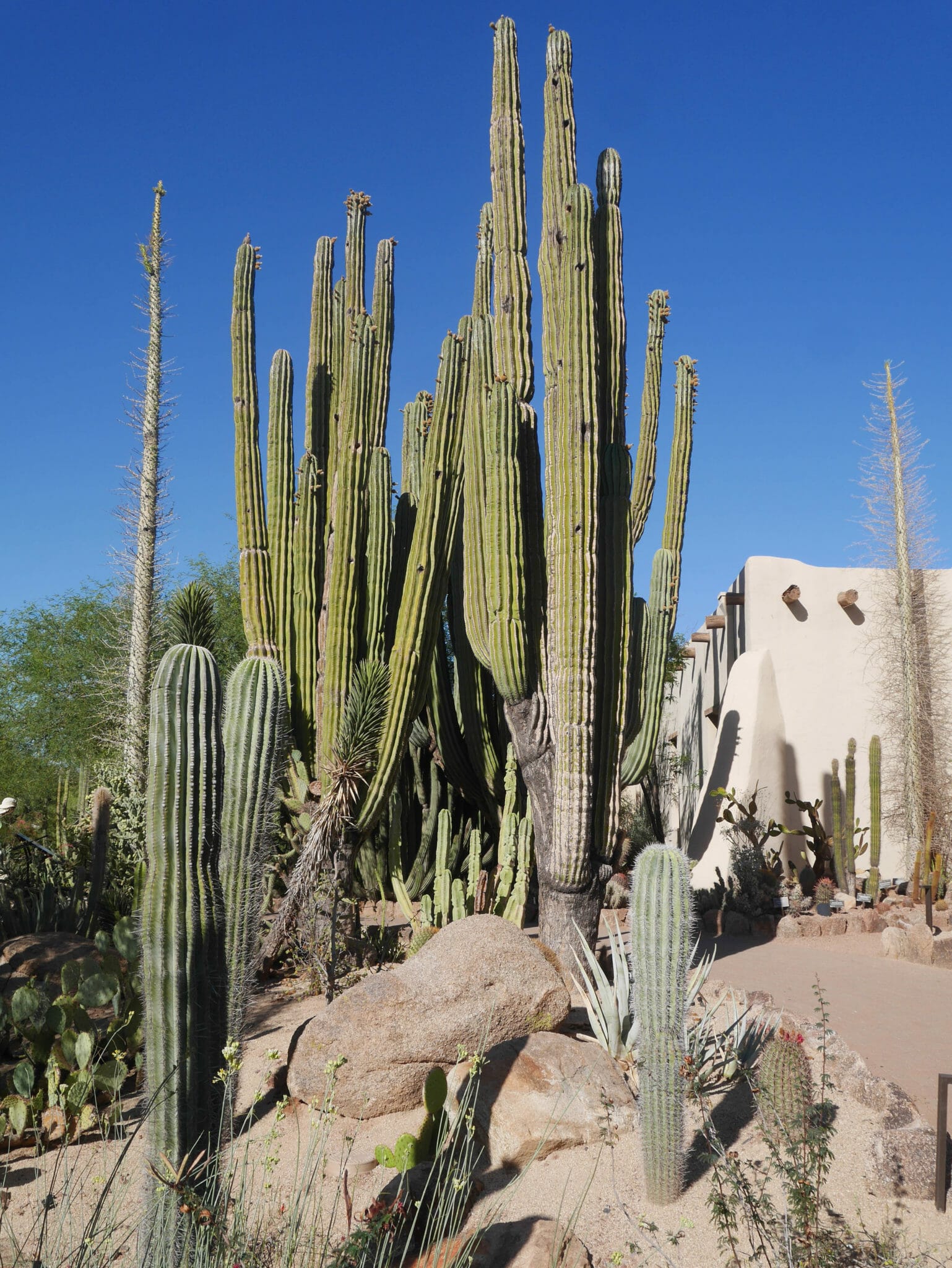 Desert Botanical Garden