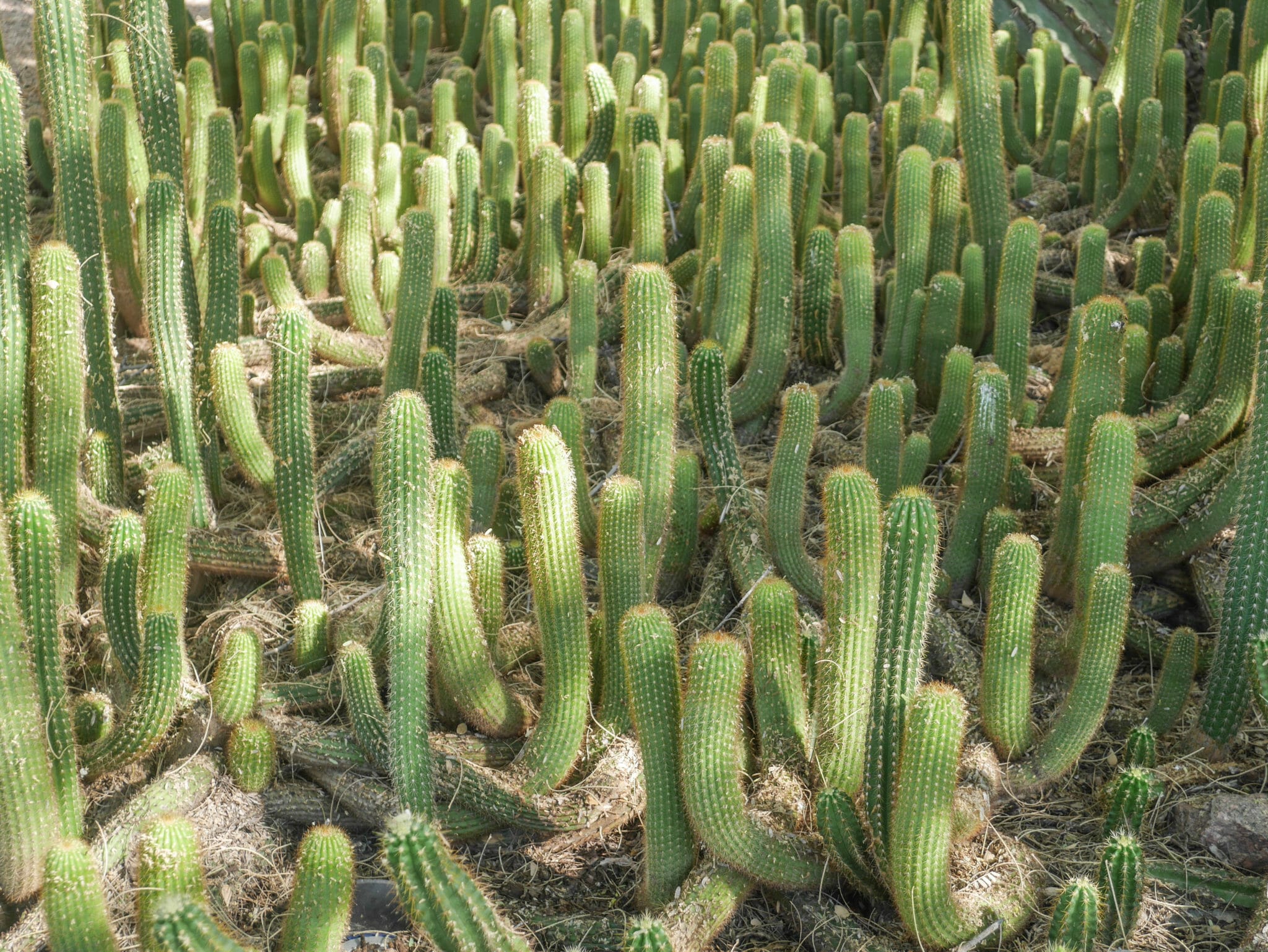 Desert Botanical Garden