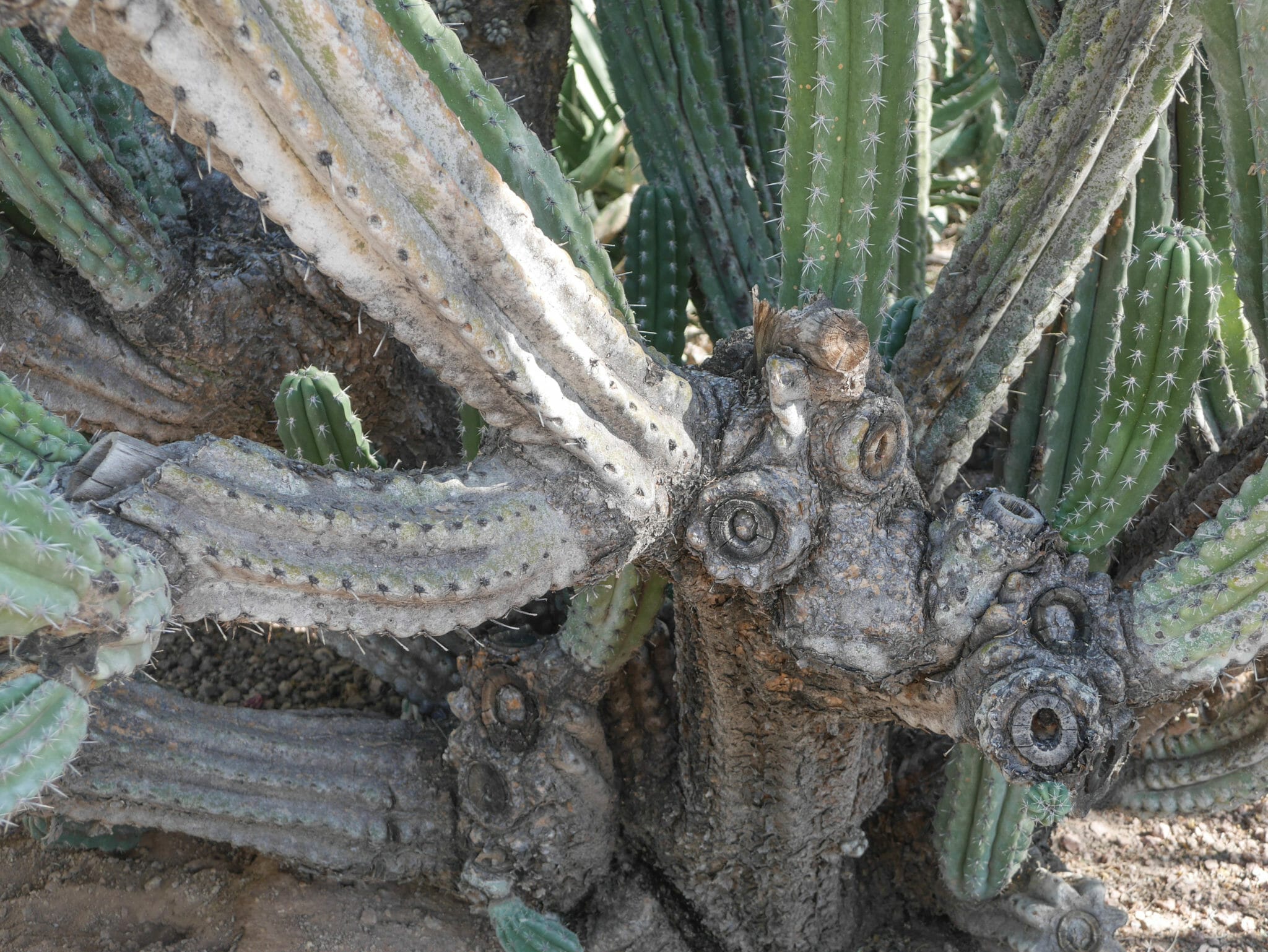 Desert Botanical Garden