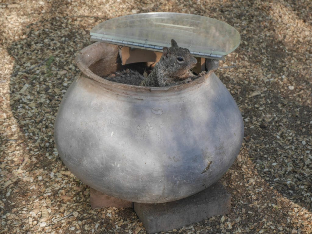 Desert Botanical Garden