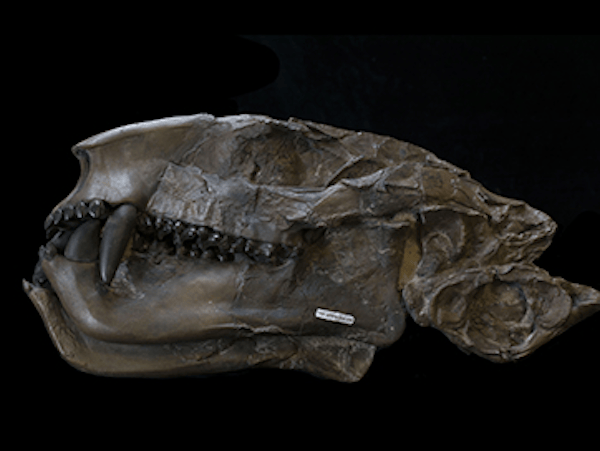 Royal Tyrrell Museum GROUNDS OF DISCOVERY