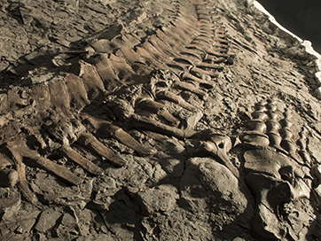 Royal Tyrrell Museum GROUNDS FOR DISCOVERY