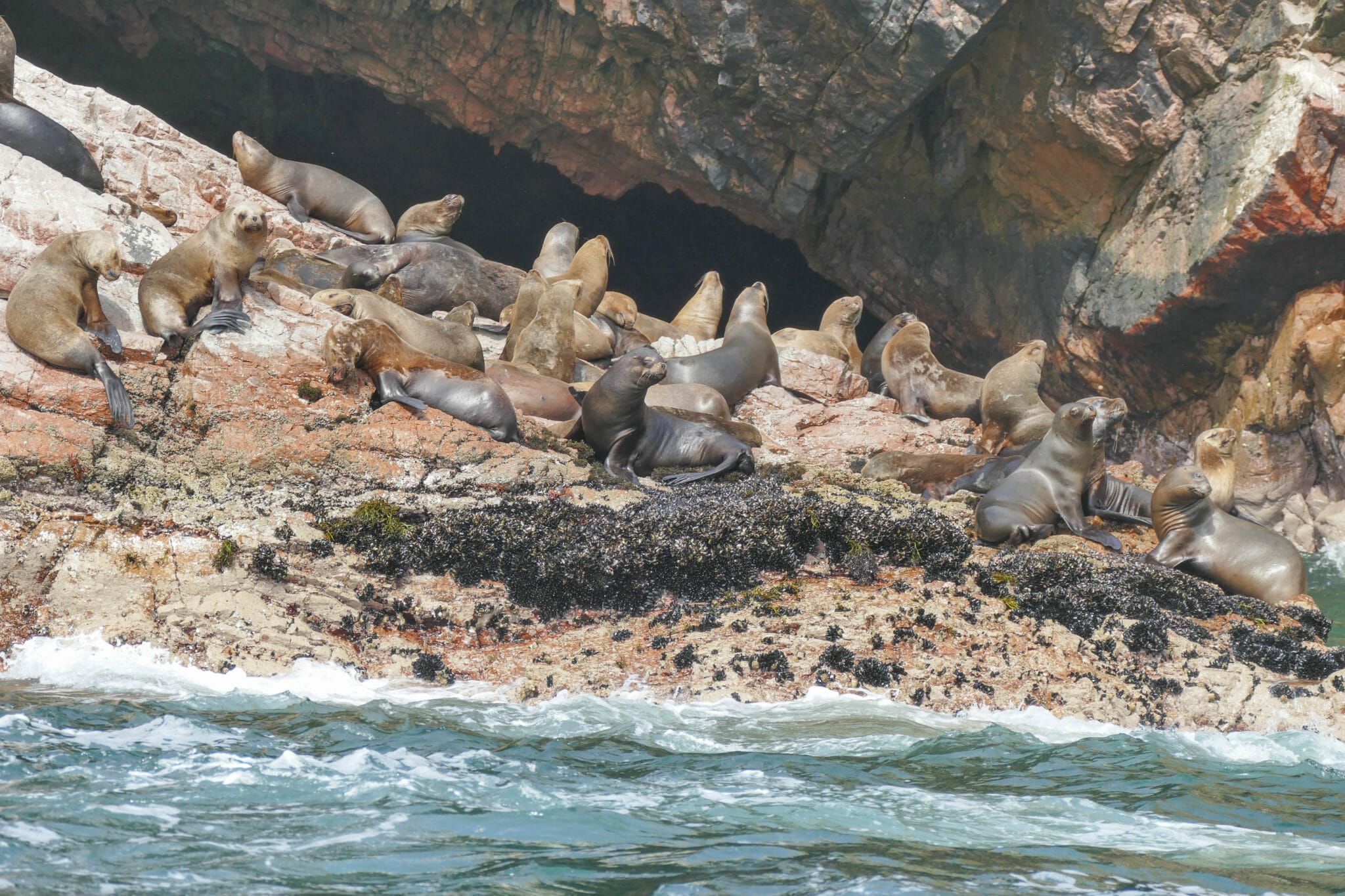 Islas Ballestas PERU