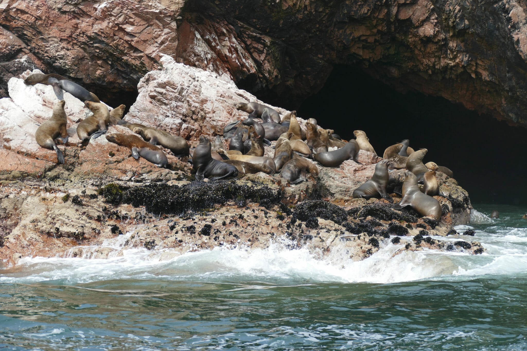 Islas Ballestas PERU