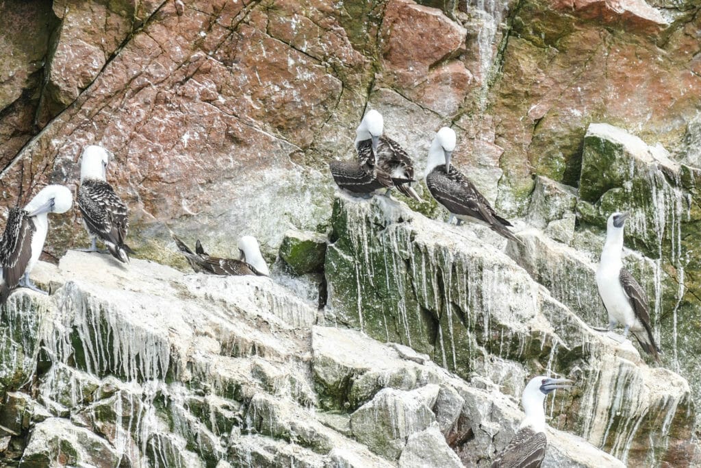 Islas Ballestas PERU