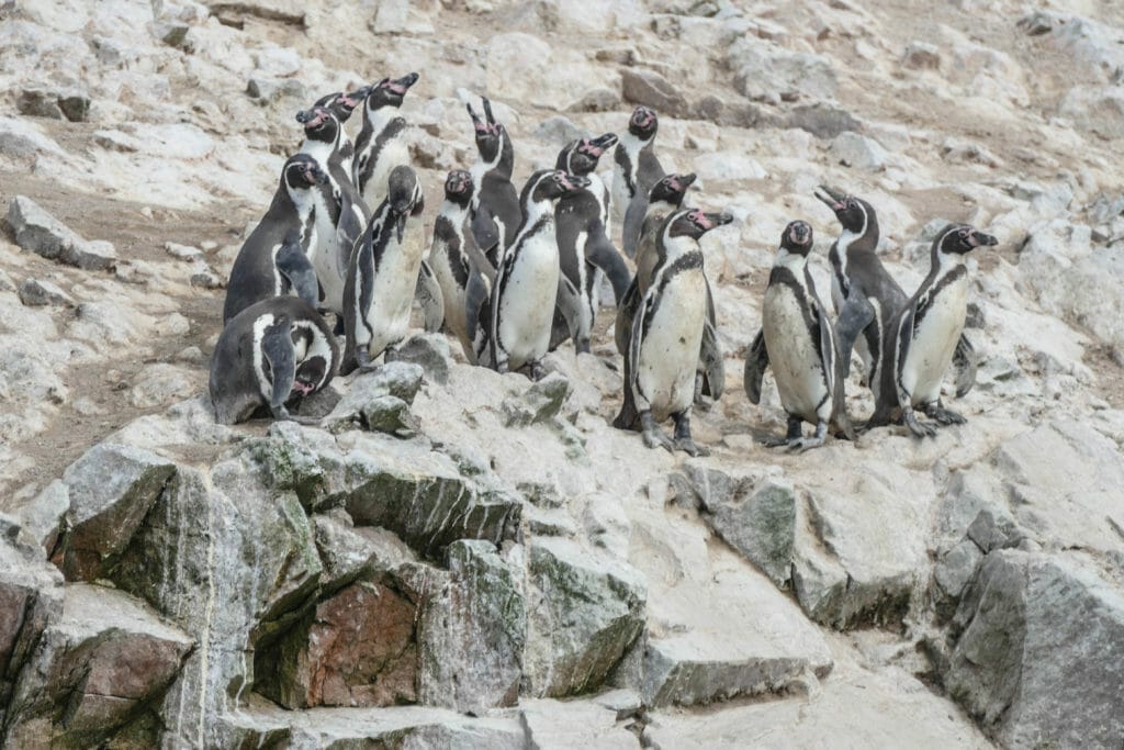 Islas Ballestas PERU