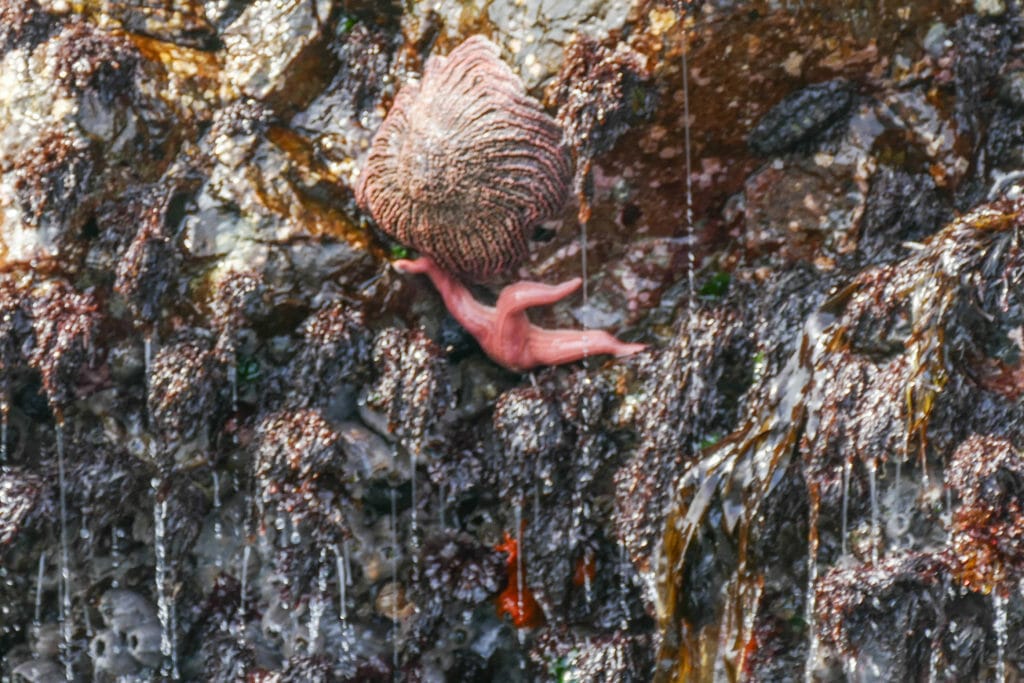 Islas Ballestas PERU
