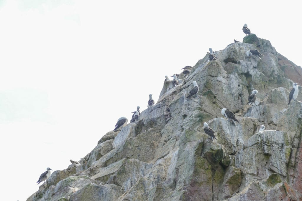 Islas Ballestas PERU