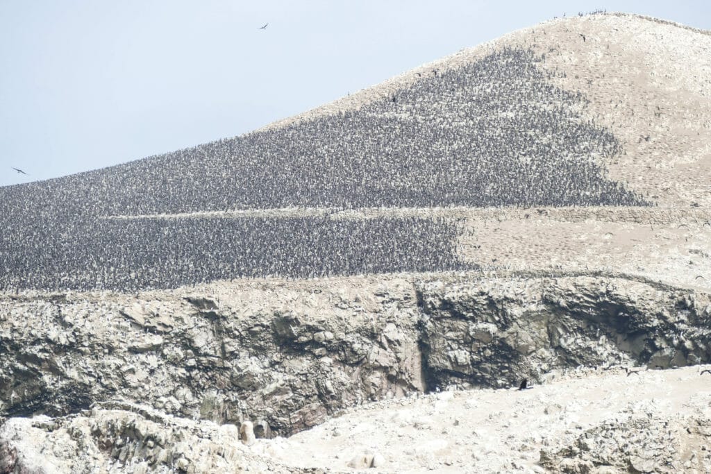 Islas Ballestas PERU