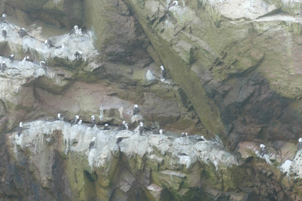 Islas Ballestas PERU