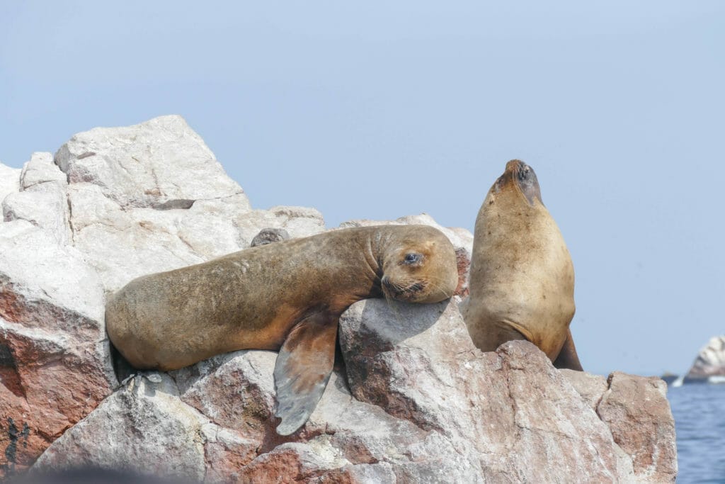 Islas Ballestas PERU