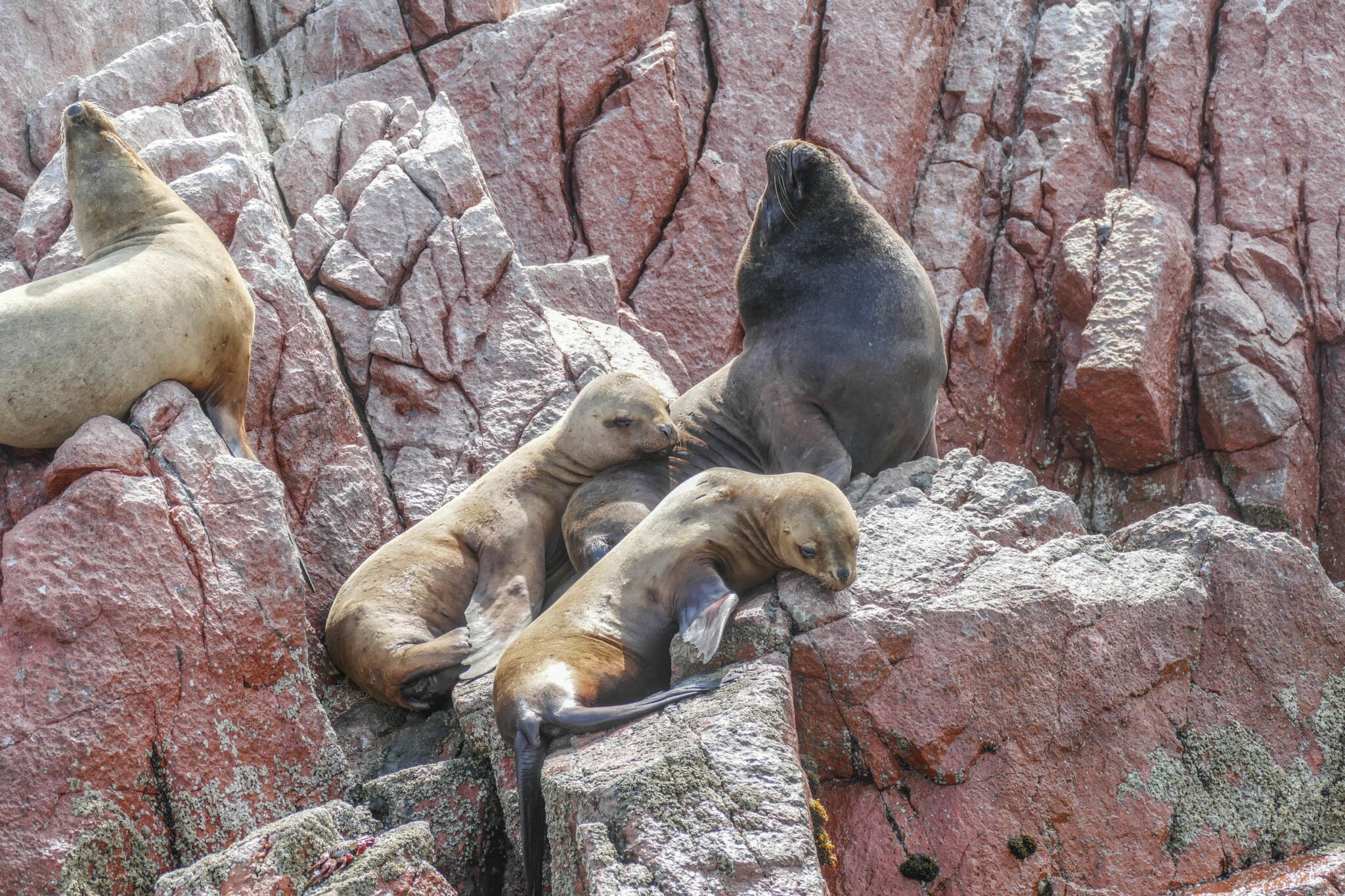 Islas Ballestas PERU