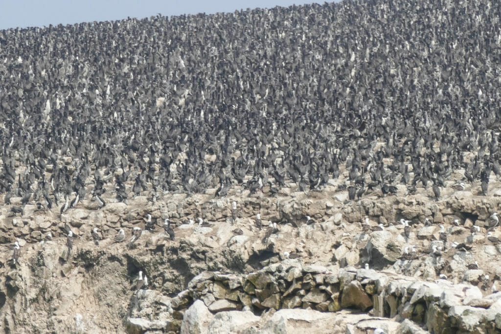 Islas Ballestas PERU