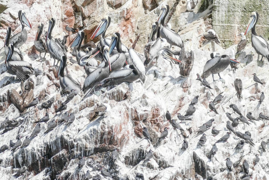 Islas Ballestas PERU