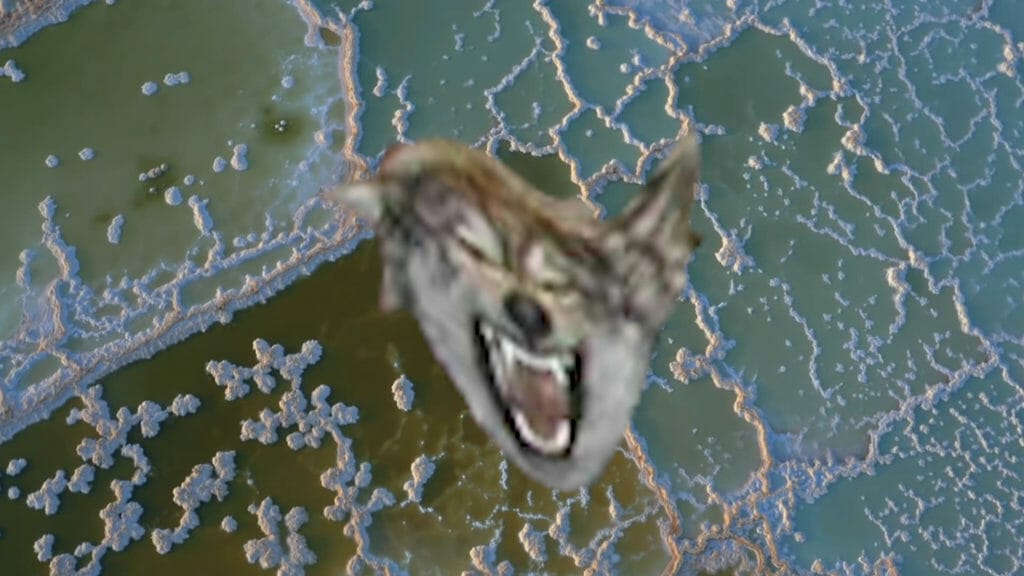 MCA I WAS RAISED ON THE INTERNET