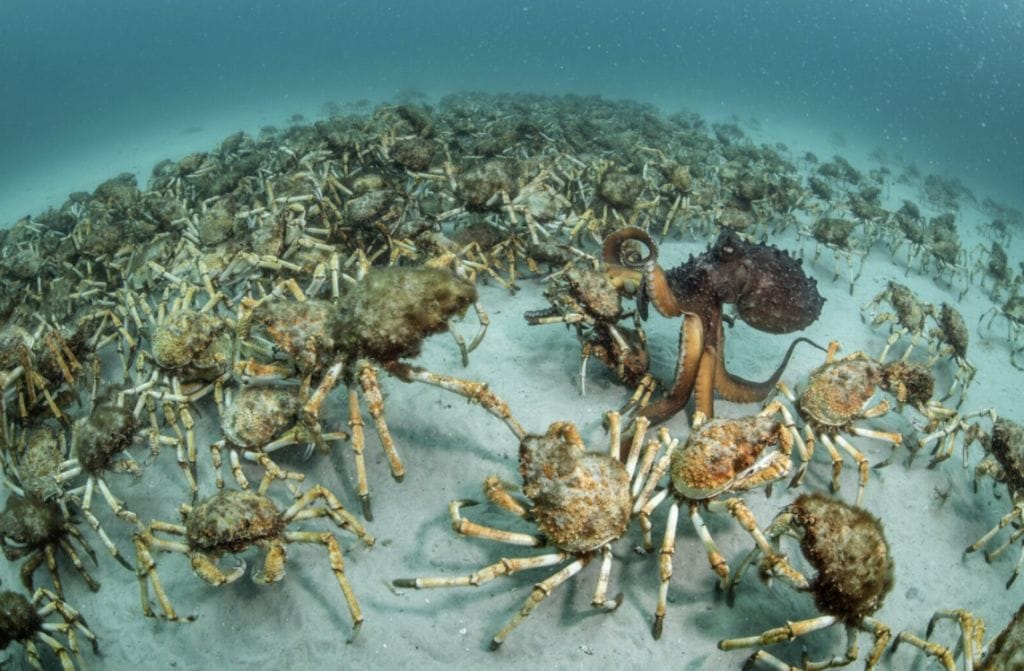 Royal Ontario Museum WILDLIFE PHOTOGRAPHER OF THE YEAR