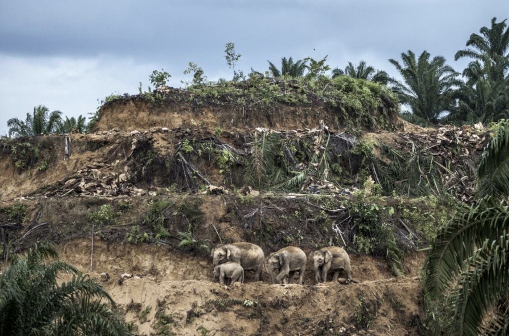 Royal Ontario Museum WILDLIFE PHOTOGRAPHER OF THE YEAR