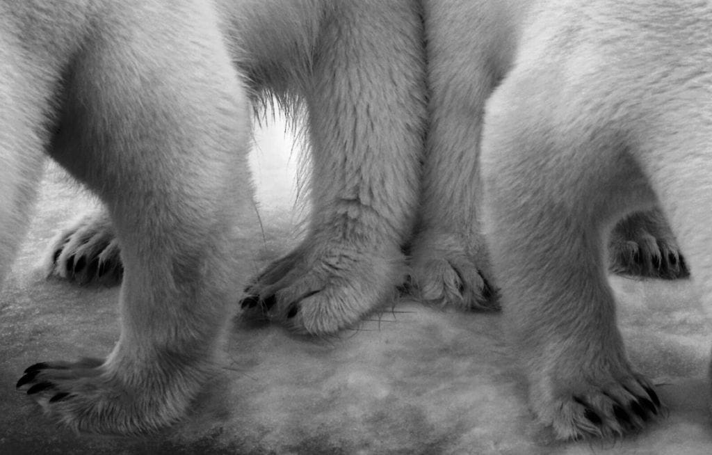 Royal Ontario Museum WILDLIFE PHOTOGRAPHER OF THE YEAR