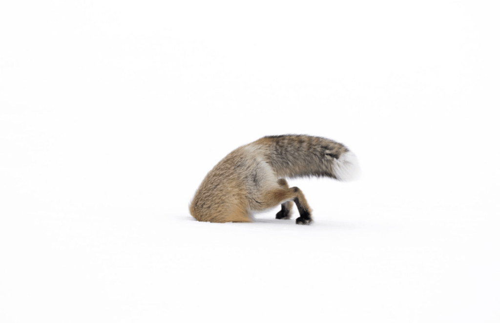 Royal Ontario Museum WILDLIFE PHOTOGRAPHER OF THE YEAR