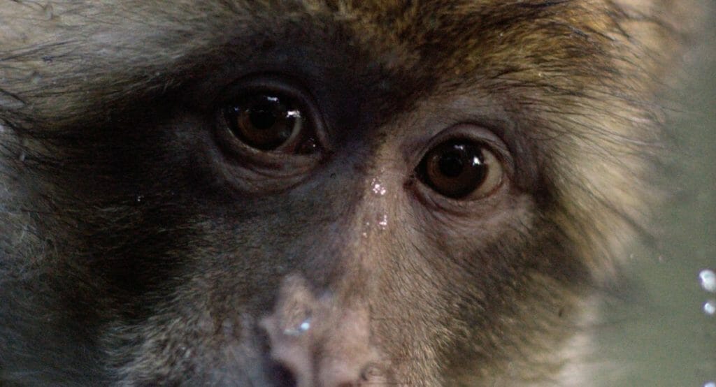 LIVING IN THE FUTURES PAST