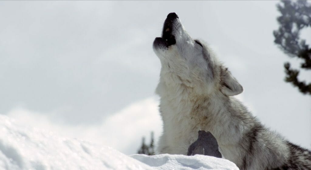 LIVING IN THE FUTURES PAST