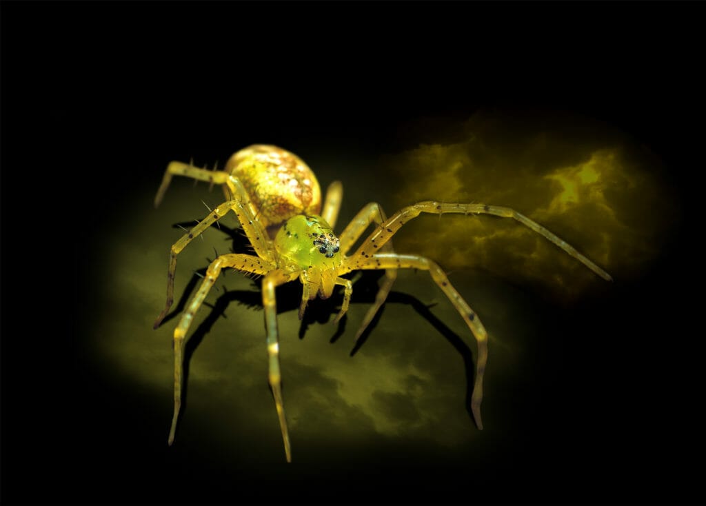 Royal Ontario Museum SPIDERS: FEAR & FASCINATION