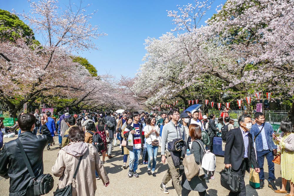 JAPAN TOUR Cherry Blossom Festival