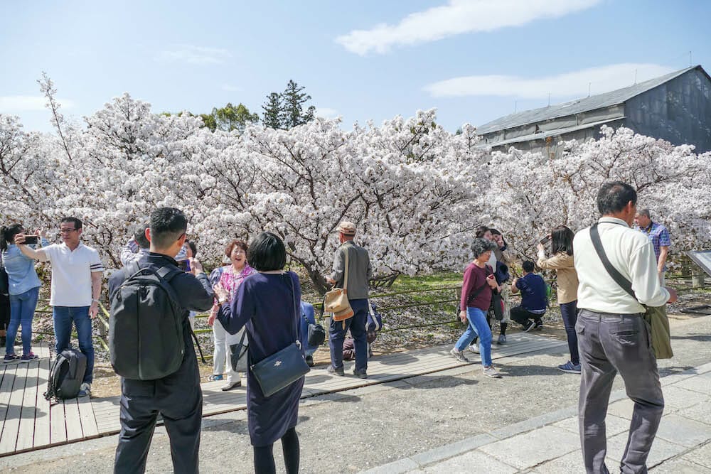 JAPAN TOUR Cherry Blossom Festival