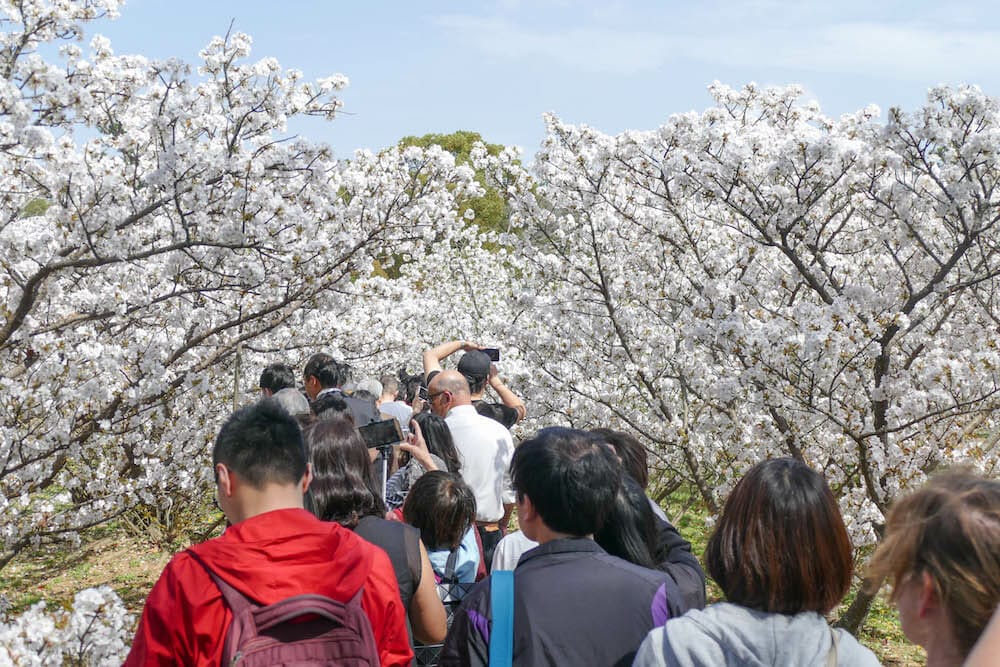 JAPAN TOUR Cherry Blossom Festival JAPAN TOUR Cherry Blossom Festival