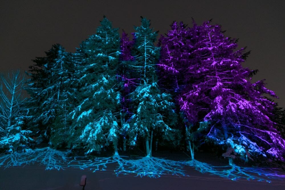 Morton Arboretum ILLUMINATION: TREE LIGHTS