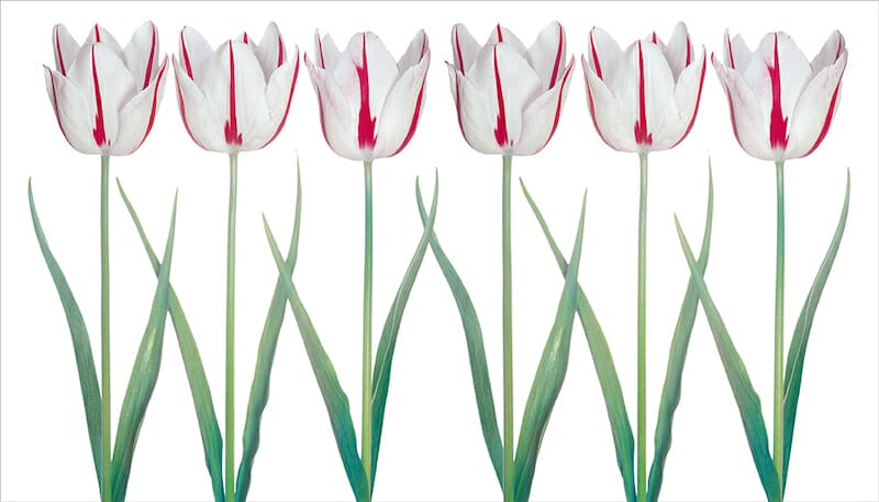 TULIPS Book Review — Blooms, Haiku, and Elton John