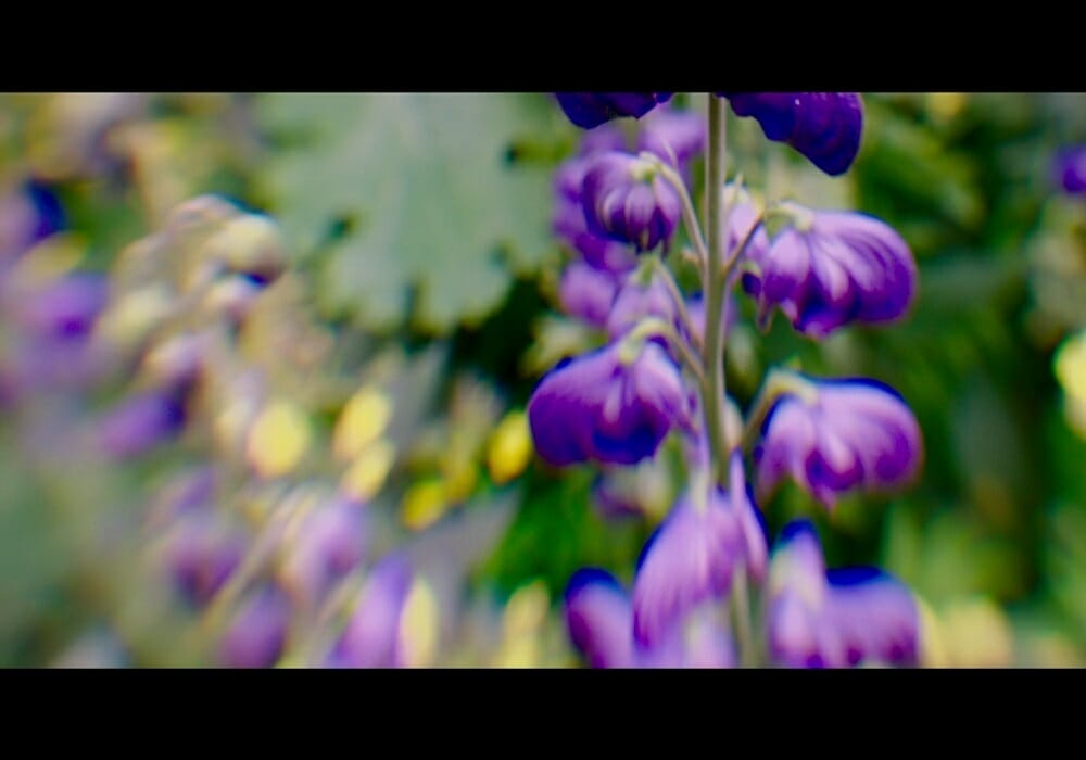 Chesapeake Film Festival THIS BEAUTIFUL FANTASTIC