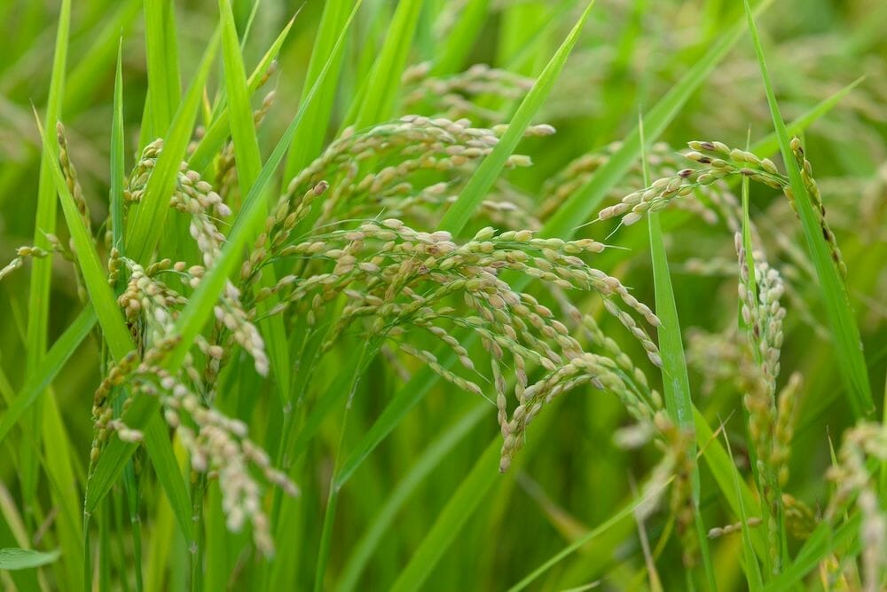 Japonisme SAKE BREWERY TOUR