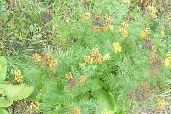 NORMANDY HIKING TOUR Merville to Ouistreham