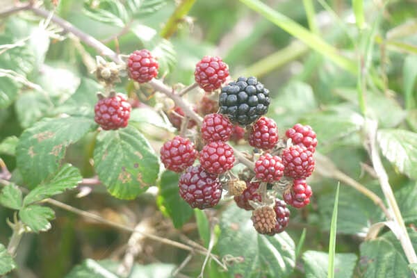 NORMANDY HIKING TOUR Arromanches to Port en Bessin
