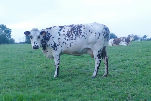 NORMANDY HIKING TOUR Port en Bessin to Colleville