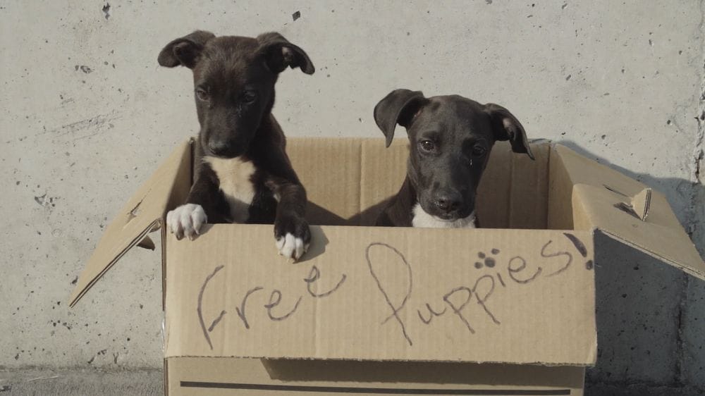 FREE PUPPIES