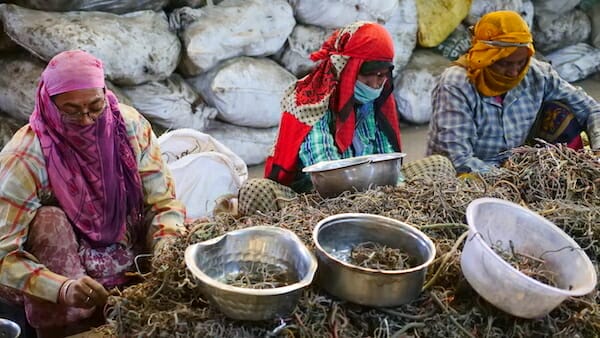 SCRAP Stacey Tenenbaum