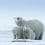 Fernbank Museum Presents THE ARCTIC: OUR LAST GREAT WILDERNESS — Preview