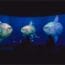 Cal Academy Presents UNSEEN OCEANS — Picture Preview