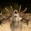 Wildlife Photographer of the Year – Picture Preview