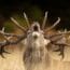 Wildlife Photographer of the Year – Picture Preview